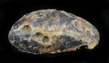 Agatized Fossil Pine (Seed) Cone From Morocco #30053-1